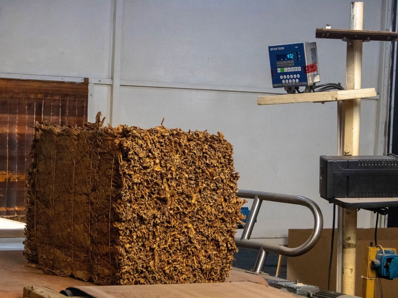 EL IPT ACTUALIZÓ DATOS DEL ACOPIO DE TABACO CRIOLLO CORRENTINO